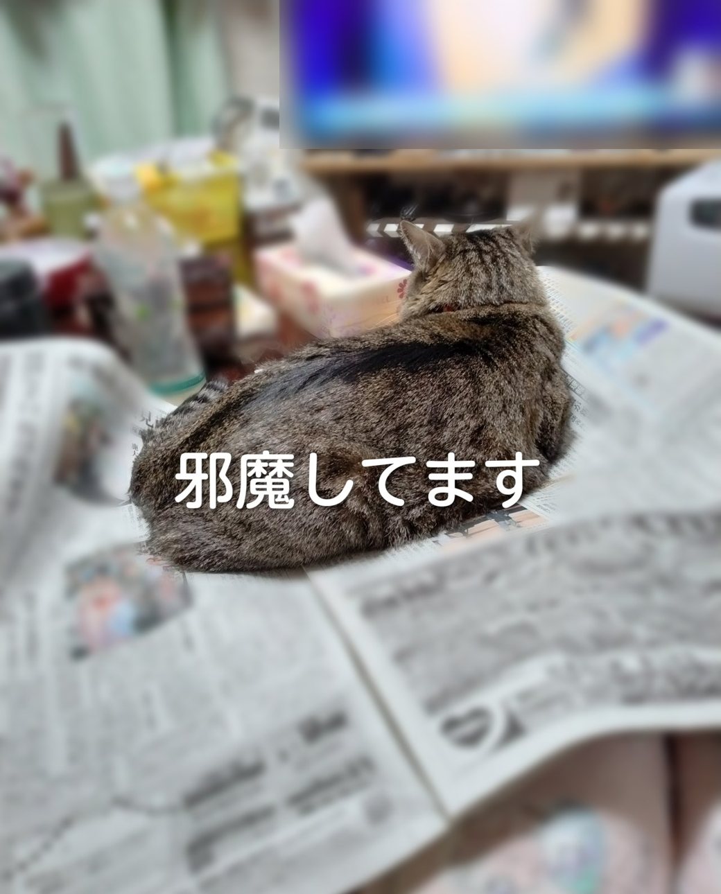 トシアンさまのお写真